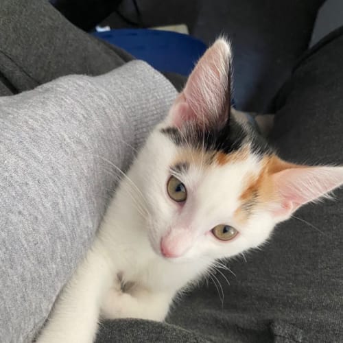 Alura **2nd Chance Cat Rescue**