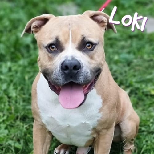 Loki