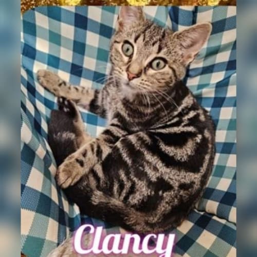 Clancy