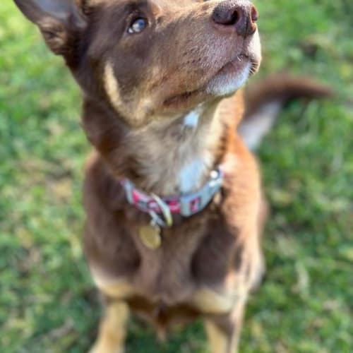 Bella