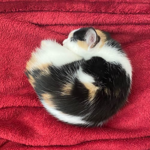 Sprinkle **2nd Chance Cat Rescue**