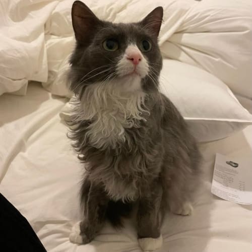 Sage - Located in Preston