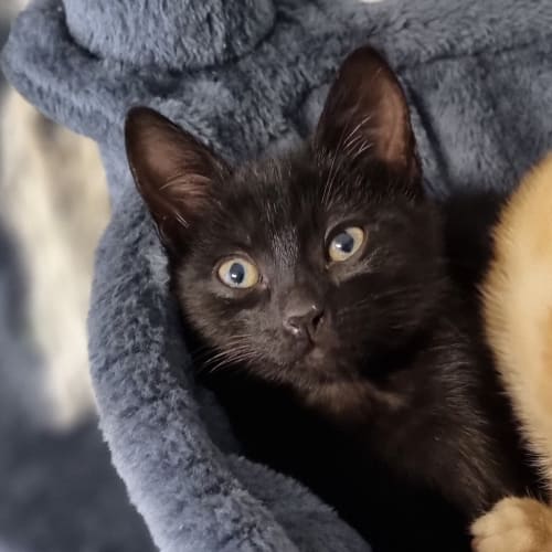 Luna