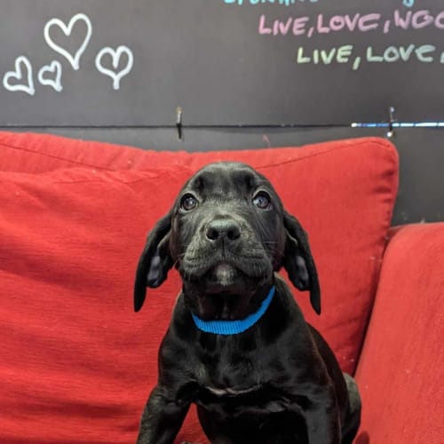 Bowie