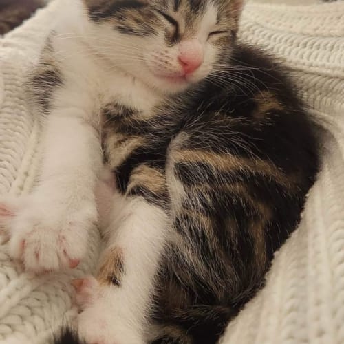 Lesli (Mittons)