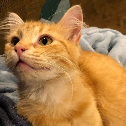 Mimi