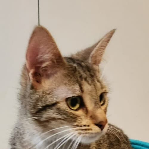 Nala
