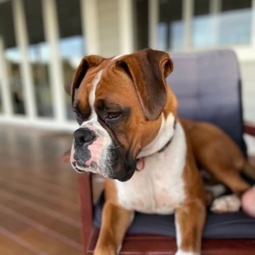 Ruben
