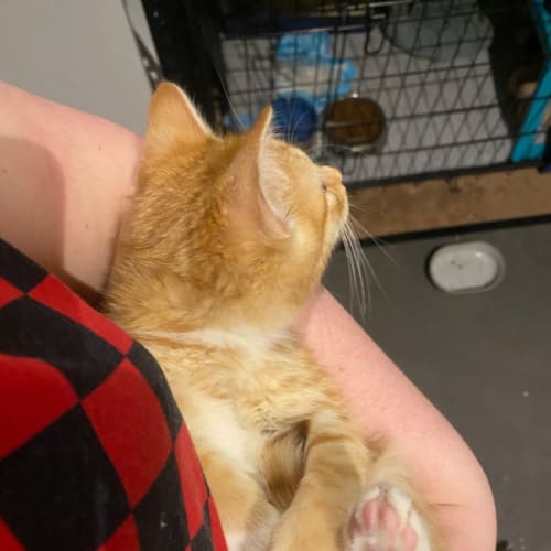 LT **2nd Chance Cat Rescue**