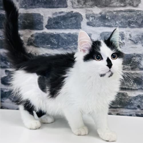 Sheba - Located in Preston 