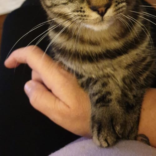 Harriet