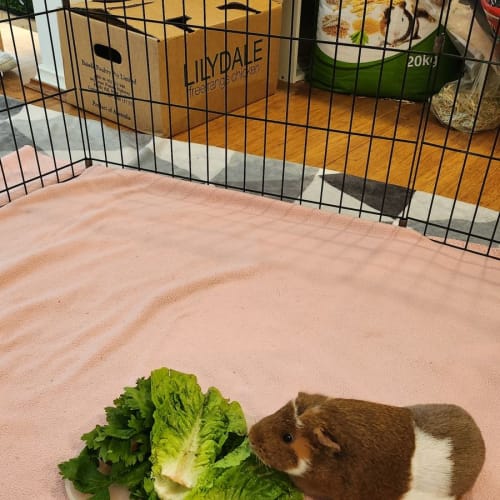 Miss Mango