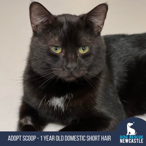 Scoop - 1 Year Old Domestic Short Hair 