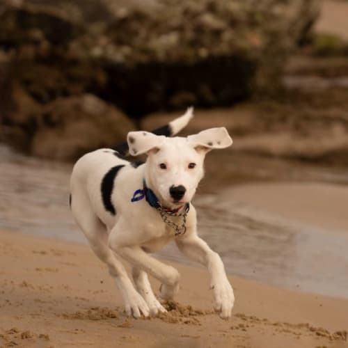 Sunny - 4 Month Old Border Collie X (Trial)