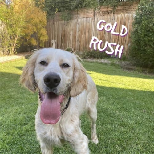 God Rush 