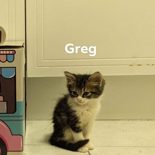 Greg