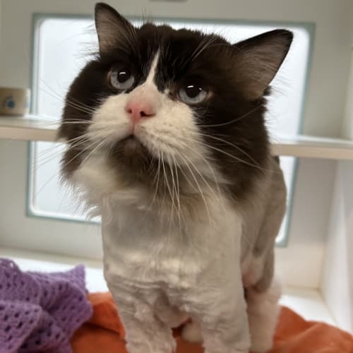 Finn