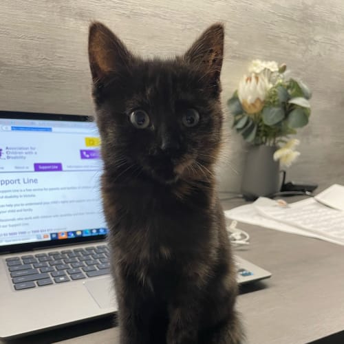 Widget