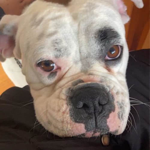 Lola