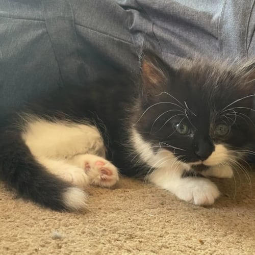 Thunder ** 2nd Chance Cat Rescue**