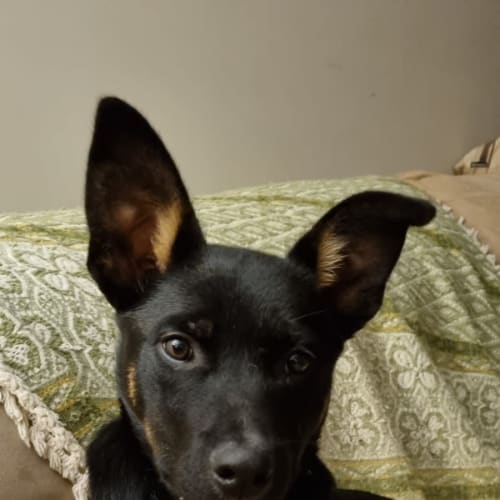 Inu