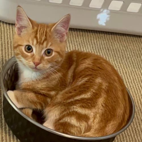 Sir Kingston Meet me at Petstock Hastings 18/6/23