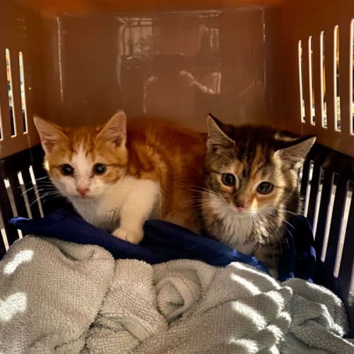 MacTavish **2nd Chance Cat Rescue**