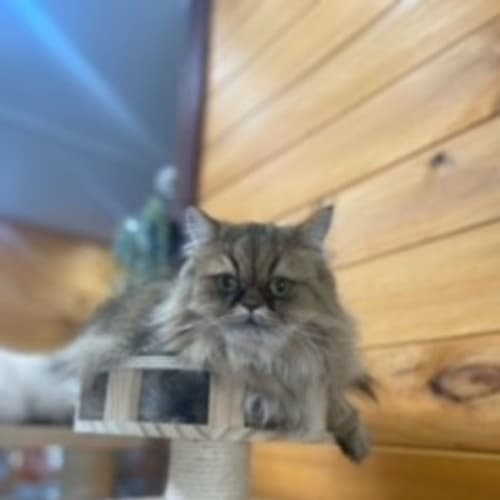 Debbie 