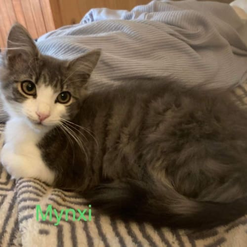 Mynxi