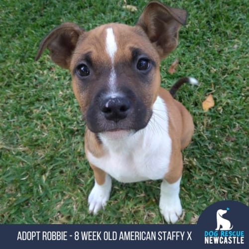 Robbie - 8 Week Old American Staffy (Trial)