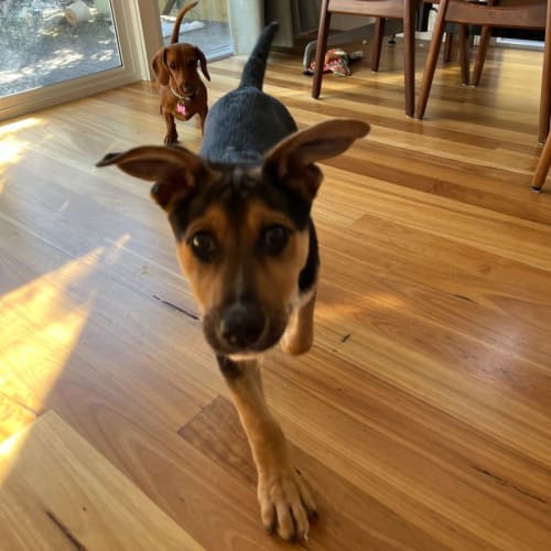 Taco - 4 Month Old German Shepherd X (Trial)
