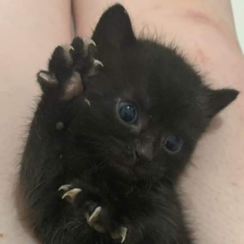 Mousse