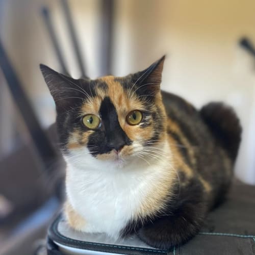 Samantha