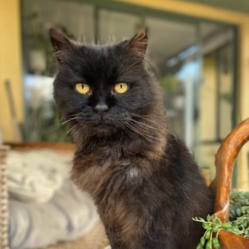 Sir Reginald