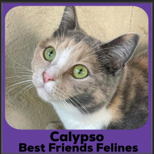 Calypso 