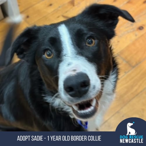 Sadie - 1 Year Old Border Collie (Trial)
