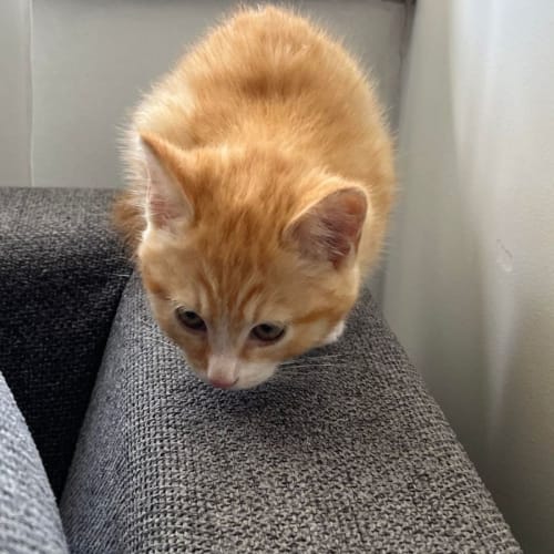 Sia - 2 Month Old Domestic (trial 13/6/23)
