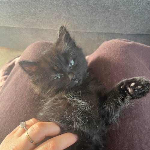 Pebble - 2 Month Old Domestic (Trial 13/6/23)