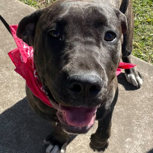 Marley - 8 Month Old Bull Mastiff x (Trial 28/6/23