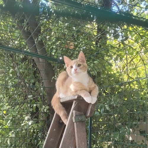 Oscar