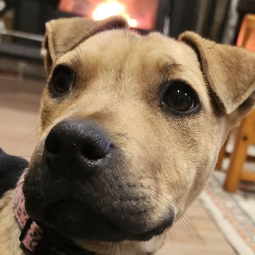 Macey - 14 Week Old Mixed Breed (Trial)
