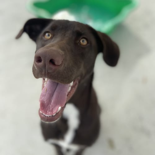 Piper