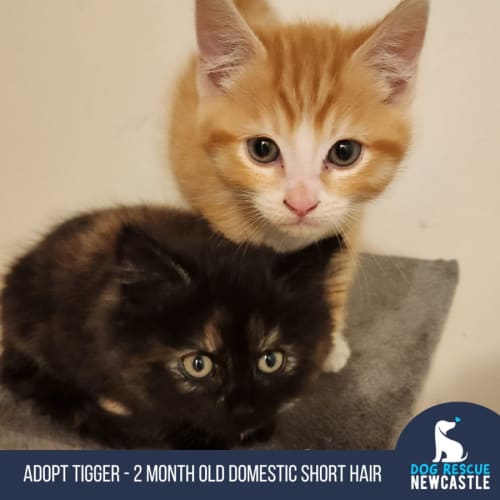 Tigger - 2 Month Old Domestic Short Hair