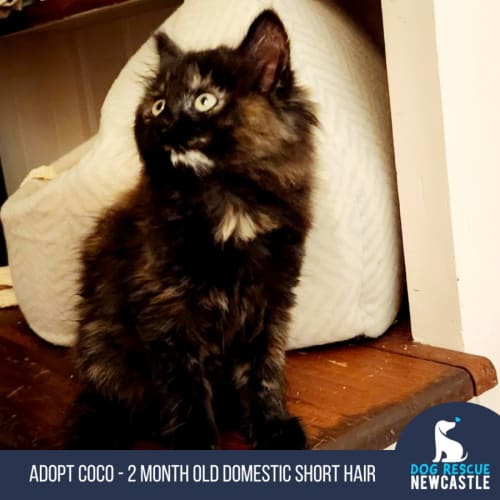 Coco - 2 Month Old Domestic (On Trial 7/6/23)