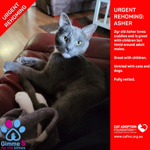 Asher Private Rehoming No Charge!