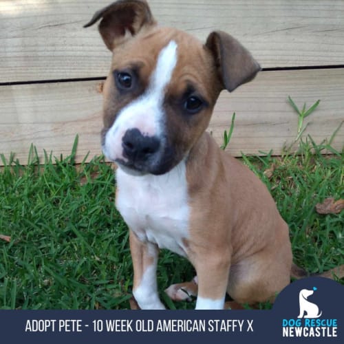 Pete - 10 Week Old Staffy X (Trial)