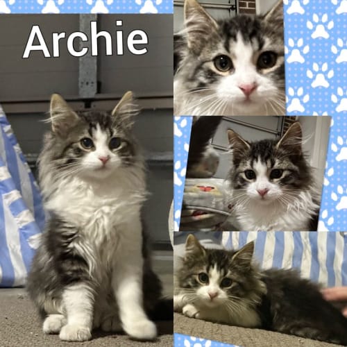 Archie Meet me at keysborough petstock