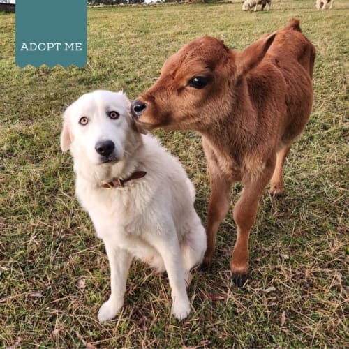 Alistair, Atlas and Arlo