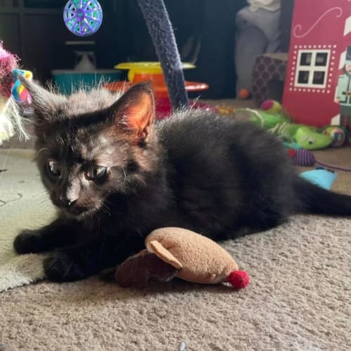 Kingsley**2nd Chance Cat Rescue**
