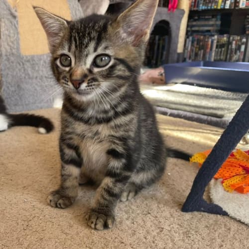 Pooky**2nd Chance Cat Rescue**